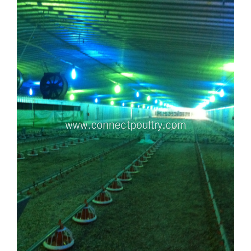 Automatic Broiler feeding line